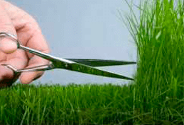 Первый покос газонной травы